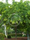 Gleditsia triacanthos inermis Sunburst