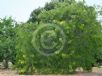 Gleditsia triacanthos inermis Sunburst