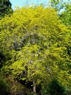 Gleditsia triacanthos inermis Sunburst