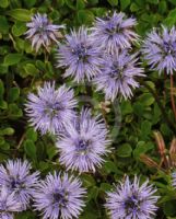 Globularia cordifolia