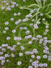 Globularia cordifolia