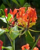 Gloriosa superba