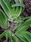 Glottiphyllum latum