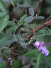 Glycine clandestina