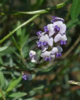 Glycine tabacina