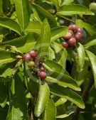 Glycosmis trifoliata