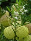 Gomphocarpus physocarpus