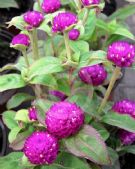 Gomphrena globosa