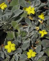 Goodenia affinis Little Luna