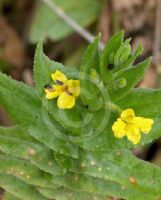 Goodenia amplexans