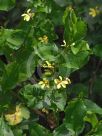 Goodenia ovata