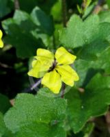 Goodenia rotundifolia