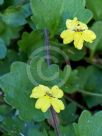 Goodenia rotundifolia