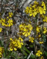 Goodenia stelligera