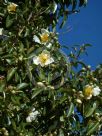 Camellia taliensis