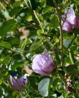 Gossypium sturtianum