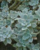 Graptopetalum paraguayense