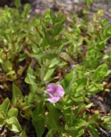 Gratiola peruviana