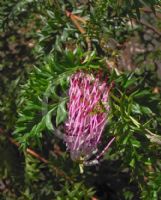 Grevillea acanthifolia