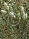 Grevillea albiflora