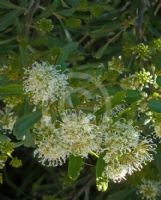 Grevillea argyrophylla