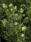 Grevillea argyrophylla