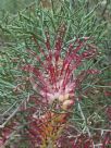 Grevillea asparagoides