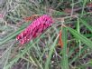 Grevillea asplenifolia