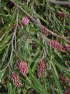 Grevillea asplenifolia