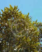 Grevillea edelfeltii