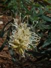 Grevillea banksii (prostrate white)