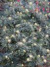 Grevillea banksii (prostrate white)