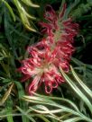 Grevillea banksii