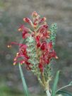 Grevillea banksii