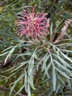 Grevillea banksii