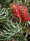 Grevillea banksii