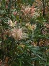 Grevillea banksii