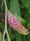 Grevillea barklyana barklyana