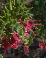 Grevillea baueri baueri