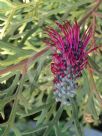 Grevillea beadleana