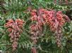 Grevillea bipinnatifida