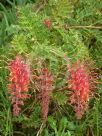 Grevillea bipinnatifida