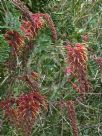 Grevillea bipinnatifida