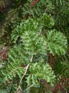 Grevillea bipinnatifida