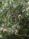 Grevillea bracteosa