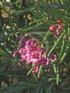 Grevillea confertifolia