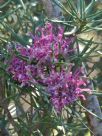 Grevillea confertifolia