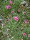 Grevillea confertifolia