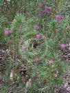 Grevillea confertifolia