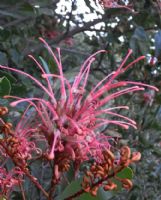 Grevillea decora